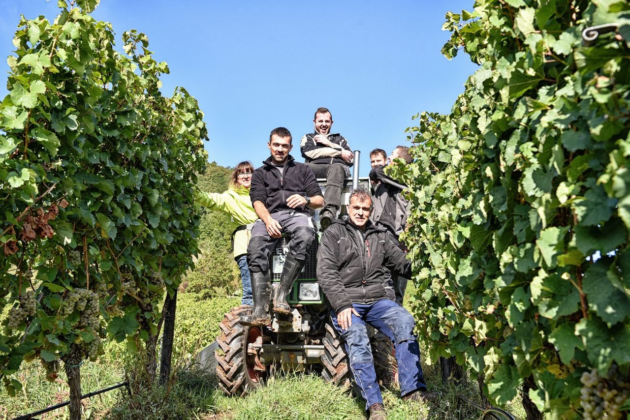 Das Team des Weinguts auf dem Traktor zwischen den Rebzeilen