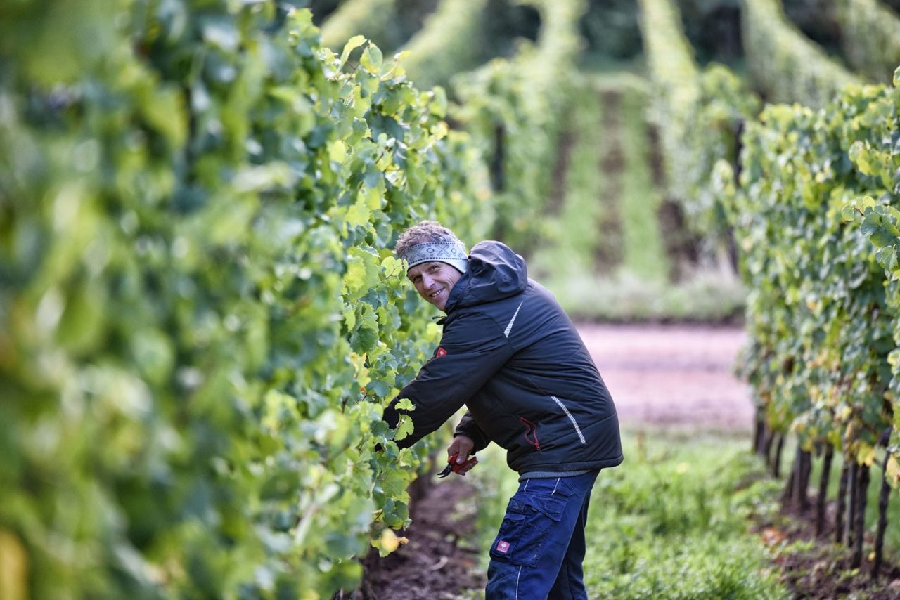 Arbeit an den Reben im Weinberg