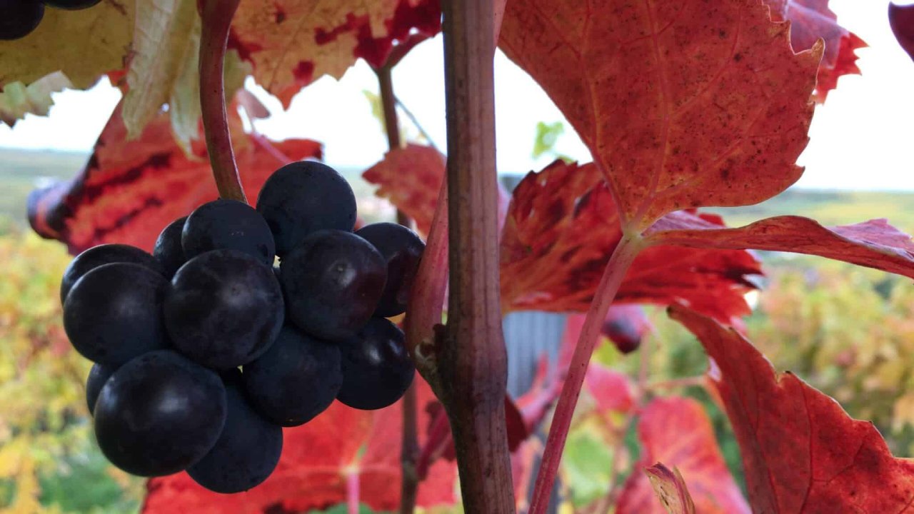 Weinherbst in Birkweiler